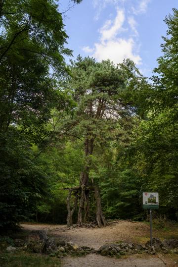 Sosna na szczudłach