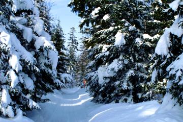 Trasy narciarstwa biegowego