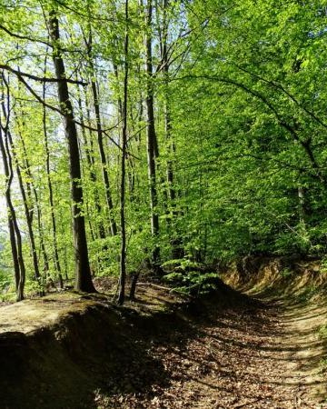 Ścieżki zdrojowe Latoszyn Zdrój