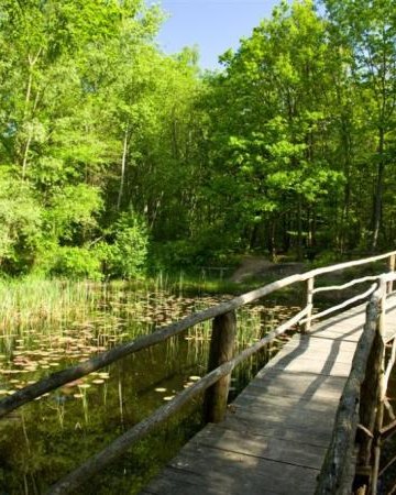 Ścieżka przyrodniczo -­ leśna „Bluszcze