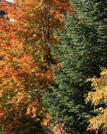 Amfiteatr/ Fort Wilczy