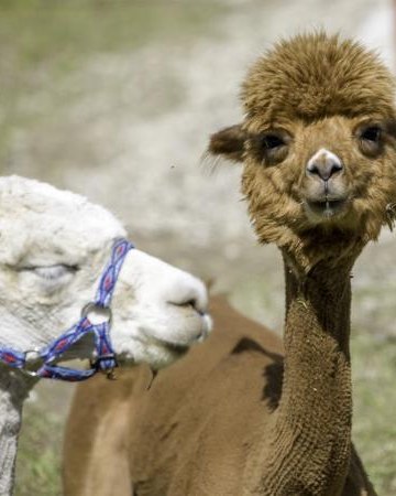 Alpaki - Żywe Ogrody Królestwo Zwierząt